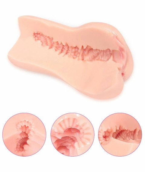 Kokos Bellana L - Model anatomiczny z rozbudowaną strukturą wnętrza