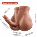 XISE Bertlett Model Anatomiczny z Systemem Ruchu 18 cm, Pozycja Przednia