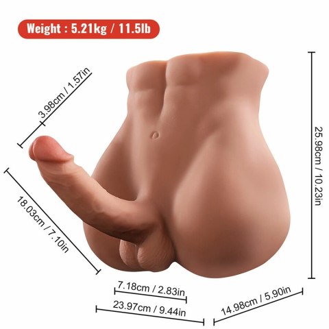 XISE Bertlett Model Anatomiczny z Systemem Ruchu 18 cm, Pozycja Przednia